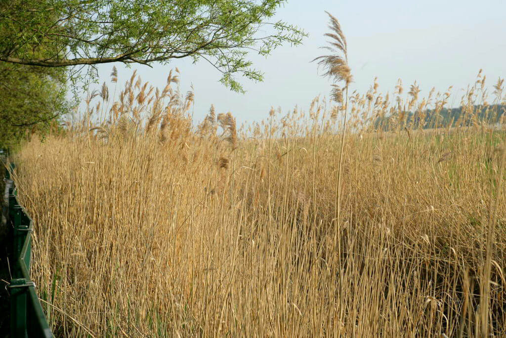 Hohe, grüne Gräser an der Ostseeküste.