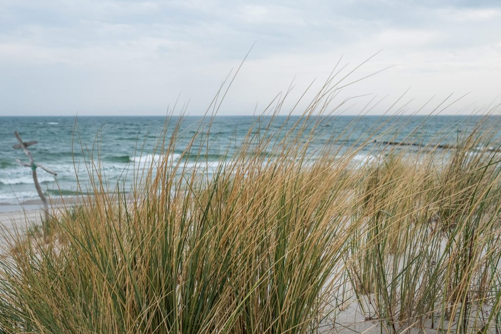 Blick durch Strandgräser hindurch auf die Ostsee