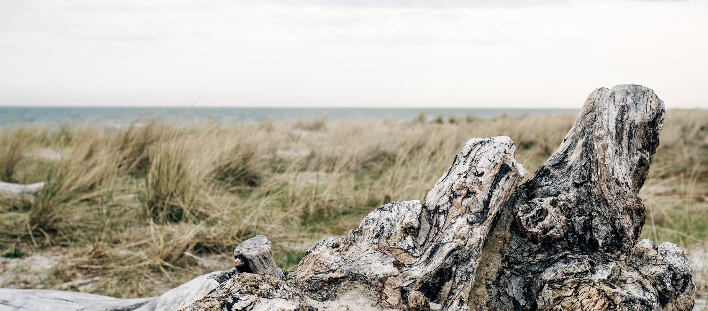 Am Ostseestrand: im Vordergrund die Großaufnahme eines knorrigen, liegenden Holzstamms, dahinter Strandgräser im Wind, im entfernten Hintergrund das Meer.