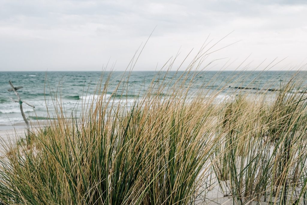 Blick durch Strandgräser hindurch auf die Ostsee.